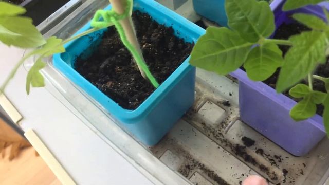 ОГОРОД НА БАЛКОНЕ (2)№6: ИЗМЕНЕНИЯ НА ФАЗЕНДЕ смотреть онлайн