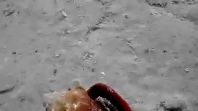 Marco island snail adventure смотреть онлайн