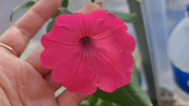 ЗАЧЕМ САЖАТЬ ПЕТУНИЮ РАНО? Посмотрите, как выглядит петуния, посеянная В СЕРЕДИНЕ МАРТА смотреть онлайн