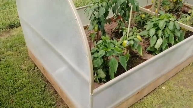 Парник "БАБОЧКА" Устройство капельного полива и установка термопривода. смотреть онлайн