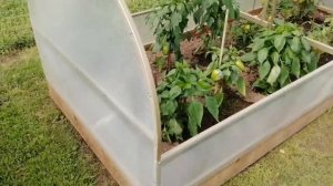 Парник «БАБОЧКА» Устройство капельного полива и установка термопривода.