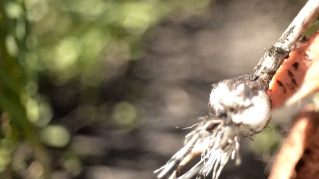 Бастурма домашняя смотреть онлайн