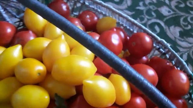 ТОМАТ ???ЮБИЛЕЙНЫЙ ТАРАСЕНКО И ЛИМОН ЛИАНА КРАСИВЫЕ))) смотреть онлайн