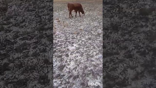 где снег 2 ? смотреть онлайн