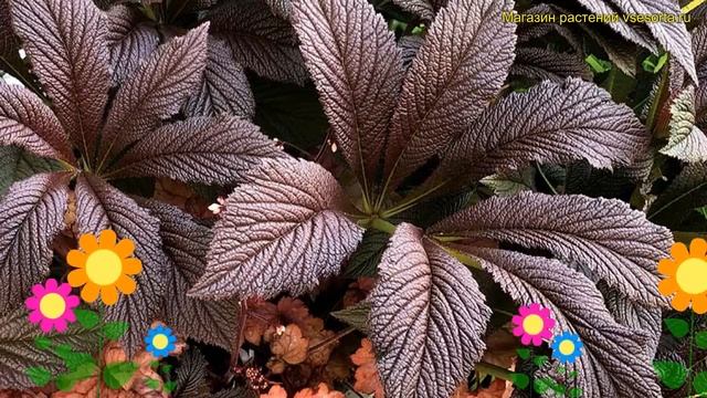 Роджерсия конскокаштанолистная Бронз Пикок. Краткий обзор rodgersia aesculifolia Bronze Peacock смотреть онлайн