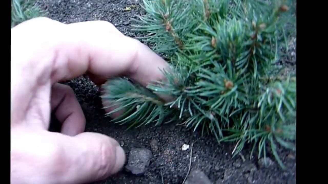 Сеянцы ели голубой и туи колоновидной. Как растет голубая ель? Как растет туя? смотреть онлайн