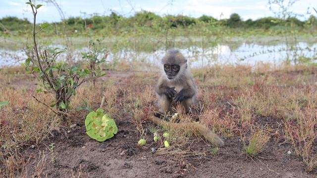 Yala and Sun visit the local lake and eat lotus fruit смотреть онлайн