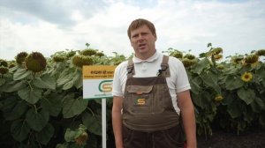 Как получить максимальный урожай подсолнечника. Опыт по технологии SunPowerCS от Коссад Семанс.