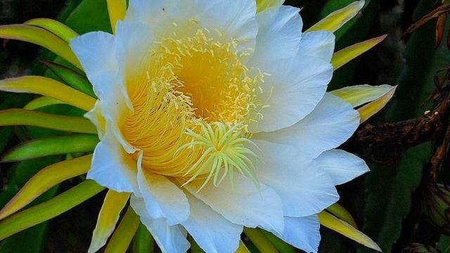 Храм поющих сердец (Temple Song Hearts), песня Шри Чинмоя. смотреть онлайн