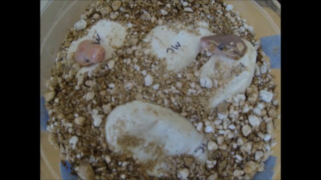 Python eggs pipping Timelapse смотреть онлайн