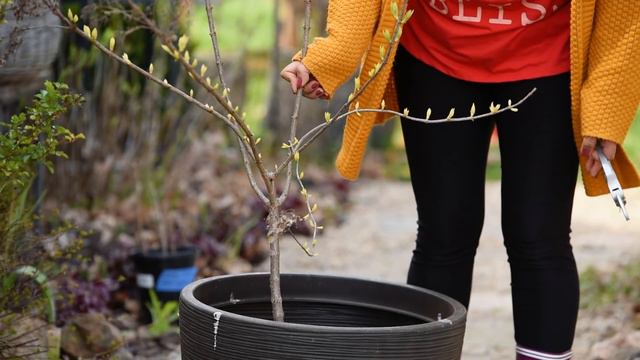 My Happy Accident UPDATE & More FREE Hydrangeas смотреть онлайн