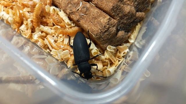 Жуки чернотелки: жук-знахарь, мучной хрущак и зофобас морио