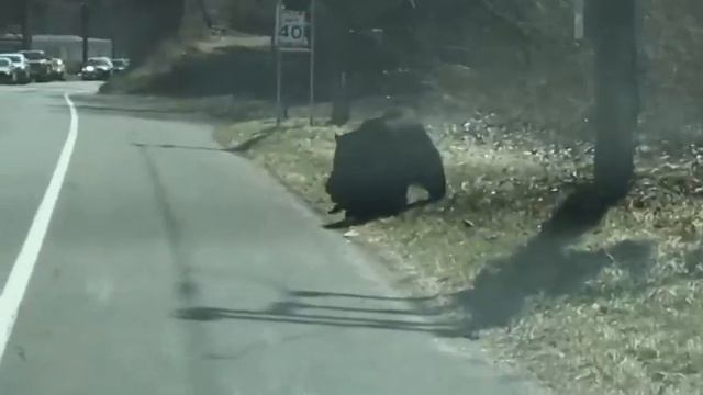 Медведица переводит медвежат через дорогу. смотреть онлайн