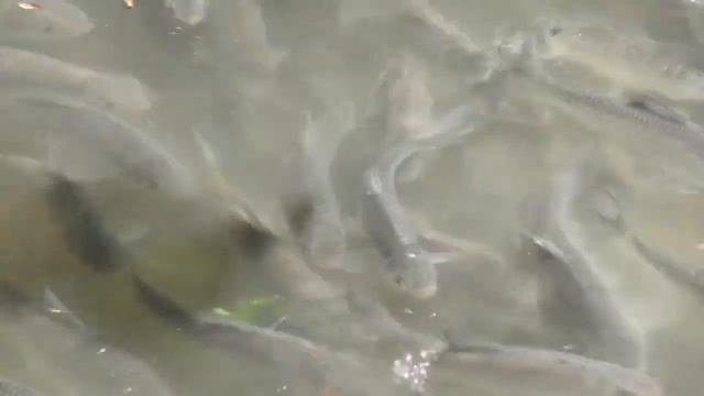 Вода кипит от рыбы Вобла идет на нерест смотреть онлайн