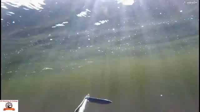 SPEARFISHING! Подводная охота,Отличный улов!!! 52 смотреть онлайн