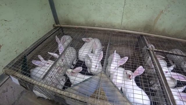 ЛПХ это БИЗНЕС ??? смотреть онлайн