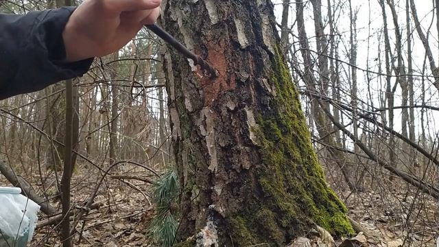 Как ПРАВИЛЬНО ставить Берёзовый Сок. смотреть онлайн