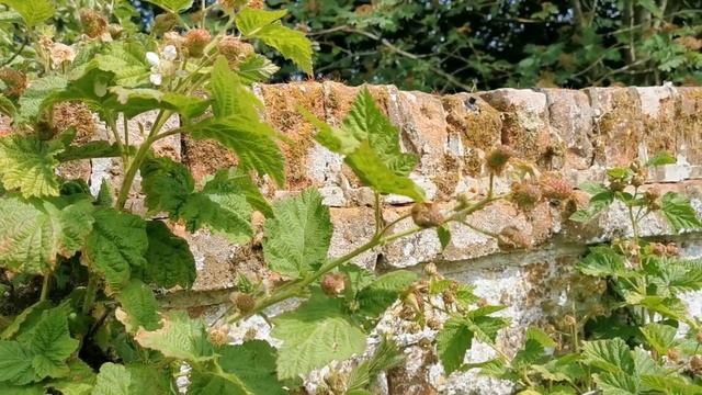 How to grow Tayberry and Loganberry vines смотреть онлайн