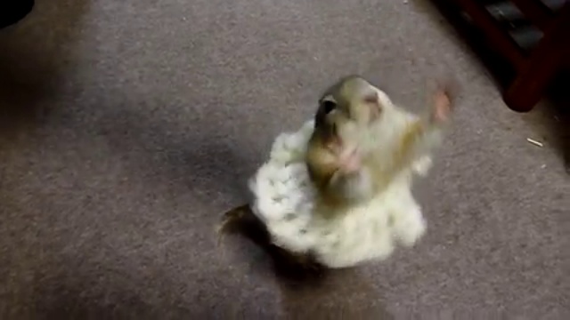 Oh un petit rat de l'Opéra ! смотреть онлайн