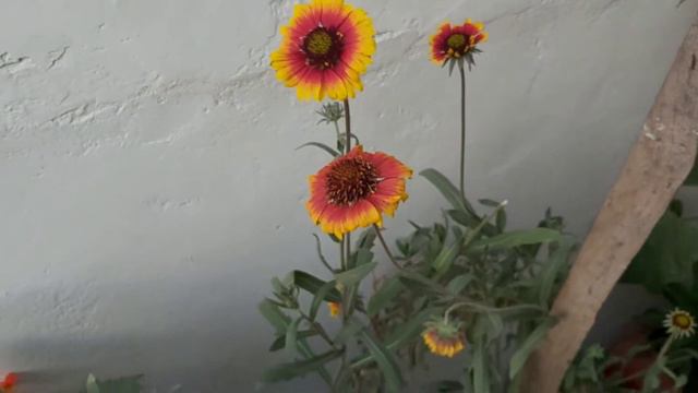 Flowering plants and care tips смотреть онлайн