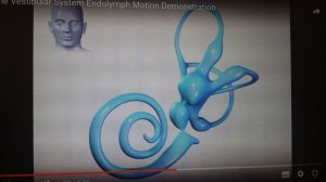 работа полукружных каналов