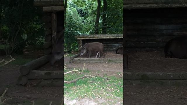 5 legged Tapir in Fota Wildlife Park смотреть онлайн