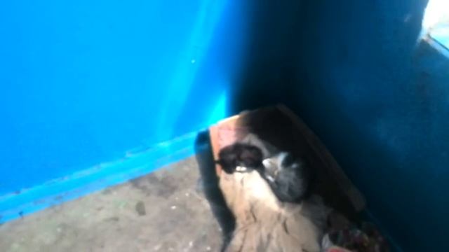 Кошачий подъезд смотреть онлайн