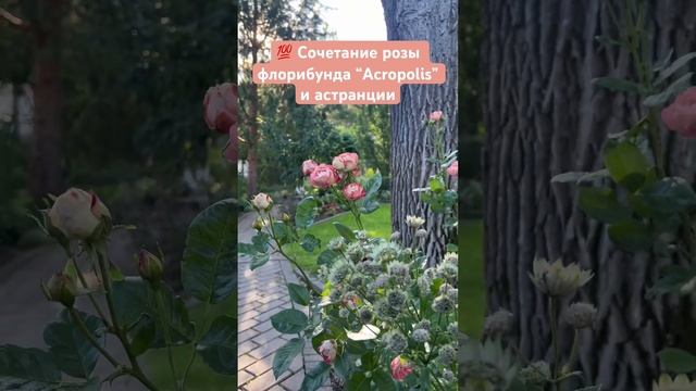? сочетание розы флорибунда “Acropolis” и астранции смотреть онлайн