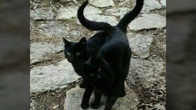 Песенка про чёрного кота. Открытка. Black cat. смотреть онлайн