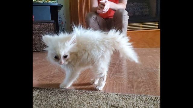Девушка принесла в дом тощую, грязную котейку. Та даже глазки не успела... смотреть онлайн