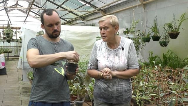 Хойя (лат. Hóya)