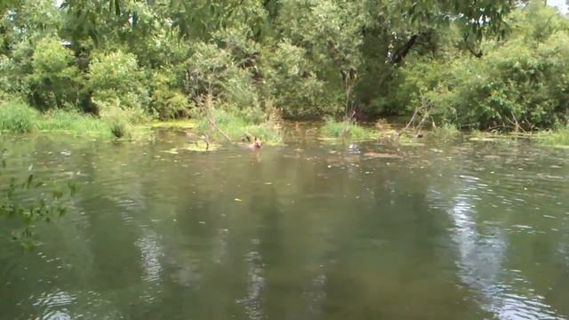 Моя любимая собака. смотреть онлайн