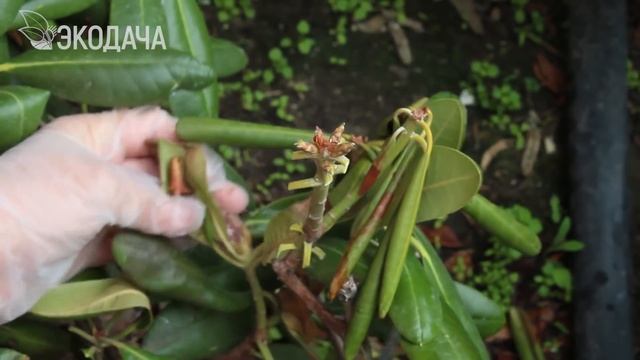 Рододендрон: обрезка и уход