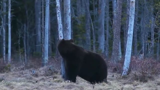 МЕДВЕДЬ ИЛИ ТИГР ? КТО ЖЕ ВСЕ-ТАКИ СИЛЬНЕЕ НА САМОМ ДЕЛЕ ? / МЕДВЕДЬ ПРОТИВ ТИГРА / МЕДВЕДЬ В ДЕЛЕ смотреть онлайн
