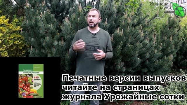 ПРОСТО ДОБАВЬ 1 ЩЕПОТКУ И КАРТОФЕЛЬ ДАСТ НЕБЫВАЛЫЙ УРОЖАЙ! Положите в лунку или посыпьте по земле. смотреть онлайн