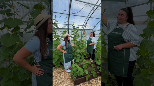 КАК ЗАТЕНЕНИТЬ ТЕПЛИЦУ смотреть онлайн