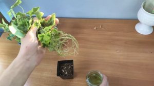 Размножаю плющ черенкованием.