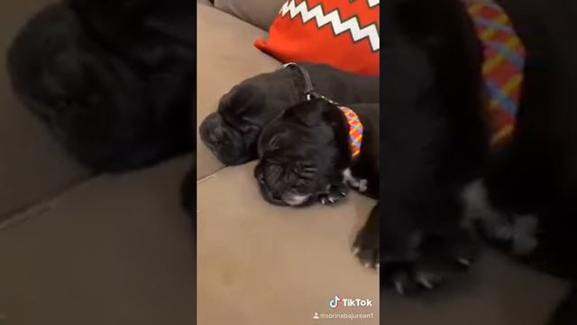 Щенки породы Кане Корсо смотреть онлайн