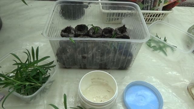 Лилипот садовая гвоздика, многолетняя. смотреть онлайн