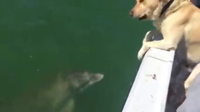 Dog talking to dolphin смотреть онлайн