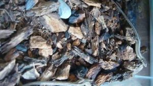 Миллион лет до нашей эры