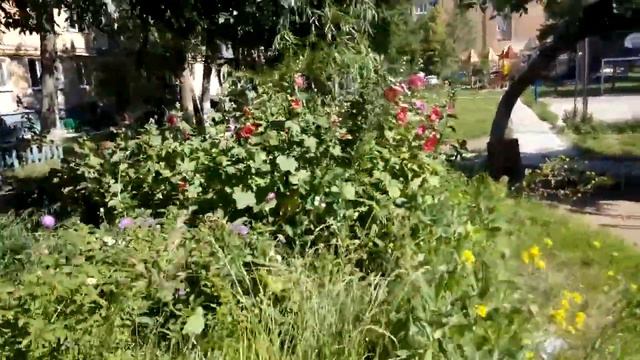 12.07.2017г.Бакинская,38-А.Работа дворника ЖЭУ №3 смотреть онлайн