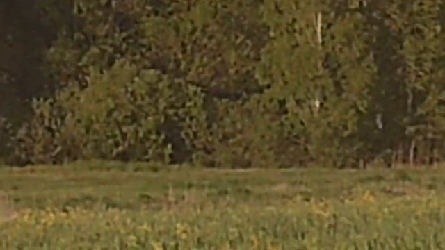 охота на самца косули в РБ 2022. пульсар диджекс с 50 смотреть онлайн