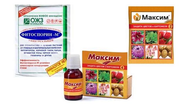 Парша на картофеле как избавиться от заболевания и лечить землю смотреть онлайн