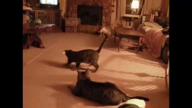 Коты играют с лазером - Cat play with laser смотреть онлайн