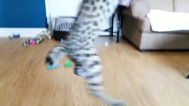 Serval kittens pouncing playtime смотреть онлайн