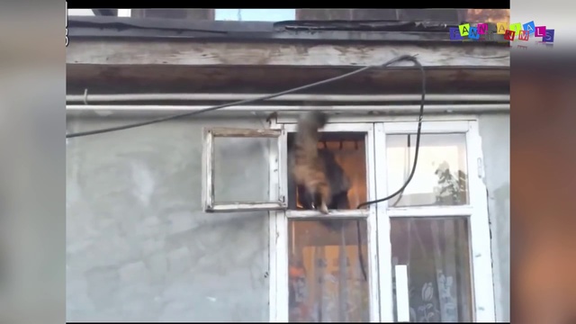 Смешное видео про собак и кошек.#3 смотреть онлайн