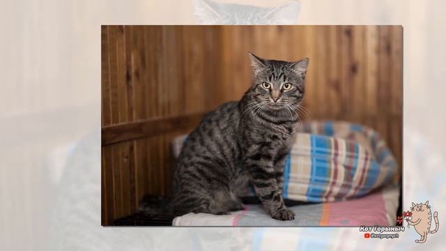 Хозяин дома смотреть онлайн