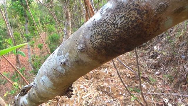 Clove (Syzygium Aromaticum)