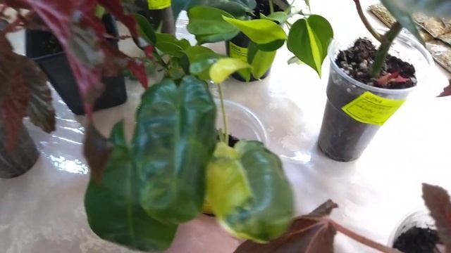 Цветочный рай - комнатные растения. смотреть онлайн